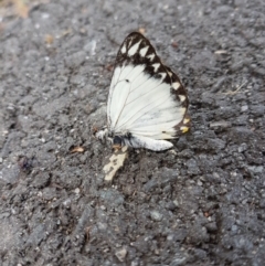 Belenois java (Caper White) at Yarralumla, ACT - 16 Oct 2022 by MatthewFrawley
