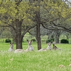 Macropus giganteus (Eastern Grey Kangaroo) at Lake Burley Griffin West - 16 Oct 2022 by MatthewFrawley