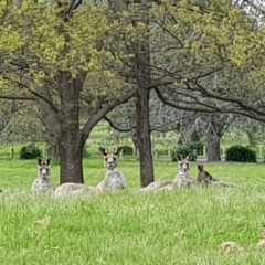 Macropus giganteus (Eastern Grey Kangaroo) at Yarralumla, ACT - 15 Oct 2022 by MatthewFrawley