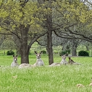 Macropus giganteus at Yarralumla, ACT - 16 Oct 2022