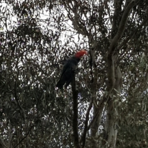 Callocephalon fimbriatum at Yarralumla, ACT - 16 Oct 2022