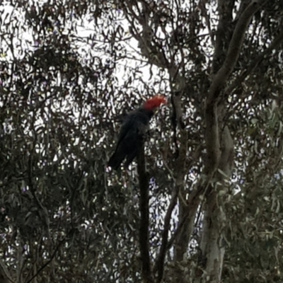 Callocephalon fimbriatum (Gang-gang Cockatoo) at Yarralumla, ACT - 15 Oct 2022 by MatthewFrawley