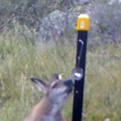 Notamacropus rufogriseus (Red-necked Wallaby) at Kambah, ACT - 16 Apr 2022 by MountTaylorParkcareGroup