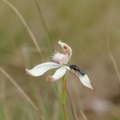 Eurys sp. (genus) (Eurys sawfly) at Glenquarry, NSW - 15 Oct 2022 by Snowflake