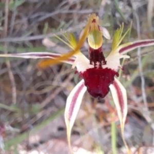 Caladenia atrovespa at Bruce, ACT - suppressed