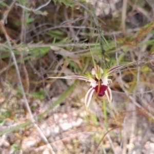 Caladenia atrovespa at Bruce, ACT - suppressed