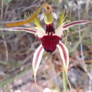 Caladenia atrovespa at Bruce, ACT - suppressed