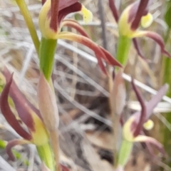 Lyperanthus suaveolens (Brown Beaks) at Bruce, ACT - 16 Oct 2022 by Jo