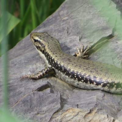 Eulamprus heatwolei (Yellow-bellied Water Skink) at Jerrabomberra Wetlands - 11 Oct 2022 by Christine