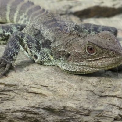 Intellagama lesueurii howittii (Gippsland Water Dragon) at Jerrabomberra Wetlands - 11 Oct 2022 by Christine