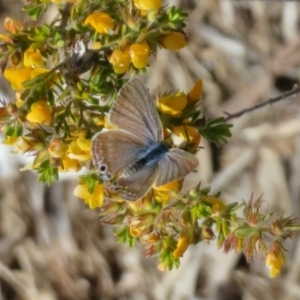 Lampides boeticus at Molonglo Valley, ACT - 16 Oct 2022 01:59 PM