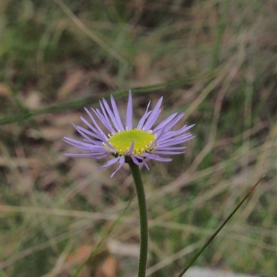 Unidentified Daisy at Acton, ACT - 10 Oct 2022 by BarrieR