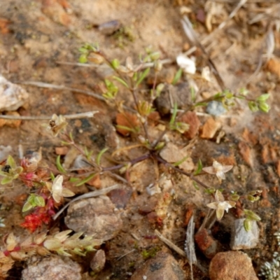 Sagina apetala (New Zealand Moss) at Queanbeyan West, NSW - 16 Oct 2022 by Paul4K