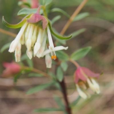 Pimelea linifolia (Slender Rice Flower) at Acton, ACT - 11 Oct 2022 by BarrieR