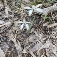 Caladenia sp. (A Caladenia) at Acton, ACT - 16 Oct 2022 by Jenny54