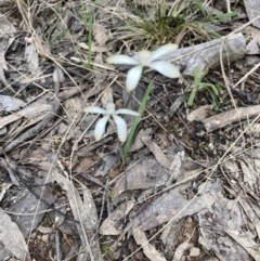 Caladenia sp. at Point 5807 - suppressed