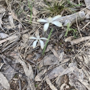 Caladenia sp. at Point 5807 - suppressed