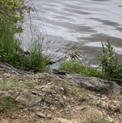 Intellagama lesueurii howittii (Gippsland Water Dragon) at Acton, ACT - 17 Oct 2022 by teeniiee