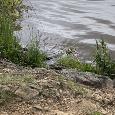 Intellagama lesueurii howittii (Gippsland Water Dragon) at Lake Burley Griffin West - 17 Oct 2022 by teeniiee