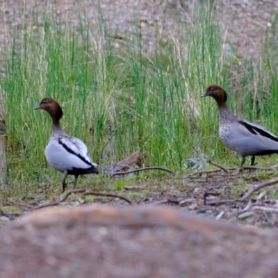 Chenonetta jubata (Australian Wood Duck) at Crace, ACT - 17 Oct 2022 by Kurt