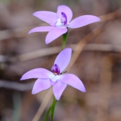 Glossodia major (Wax Lip Orchid) at Crace, ACT - 16 Oct 2022 by Kurt