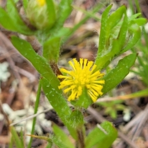 Triptilodiscus pygmaeus at Lyneham, ACT - 17 Oct 2022