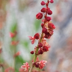 Rumex acetosella (Sheep Sorrel) at Crace Grasslands - 17 Oct 2022 by trevorpreston