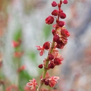 Rumex acetosella at Lyneham, ACT - 17 Oct 2022