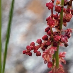 Rumex acetosella at Lyneham, ACT - 17 Oct 2022