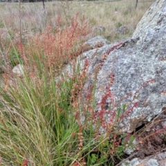 Rumex acetosella at Lyneham, ACT - 17 Oct 2022