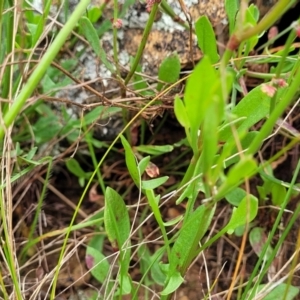 Rumex acetosella at Lyneham, ACT - 17 Oct 2022