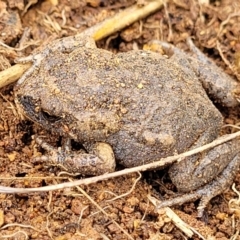 Uperoleia laevigata (Smooth Toadlet) at Lyneham, ACT - 17 Oct 2022 by trevorpreston