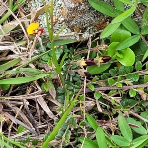 Bossiaea buxifolia at Lyneham, ACT - 17 Oct 2022