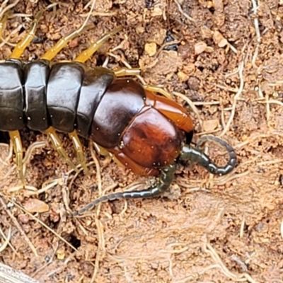 Cormocephalus sp.(genus) (Scolopendrid Centipede) at Lyneham, ACT - 17 Oct 2022 by trevorpreston