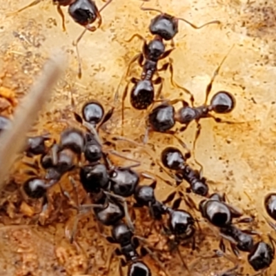 Pheidole sp. (genus) (Seed-harvesting ant) at Lyneham, ACT - 17 Oct 2022 by trevorpreston