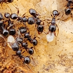 Pheidole sp. (genus) at Lyneham, ACT - 17 Oct 2022