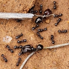 Pheidole sp. (genus) at Lyneham, ACT - 17 Oct 2022