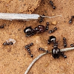 Pheidole sp. (genus) at Lyneham, ACT - 17 Oct 2022 12:40 PM