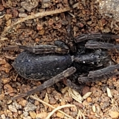 Lycosidae (family) (Unidentified wolf spider) at Lyneham, ACT - 17 Oct 2022 by trevorpreston