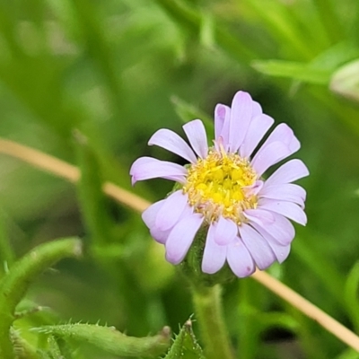 Vittadinia muelleri (Narrow-leafed New Holland Daisy) at Lyneham, ACT - 17 Oct 2022 by trevorpreston