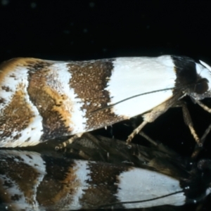 Euphiltra eroticella at Ainslie, ACT - 13 Oct 2022