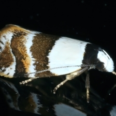 Euphiltra eroticella at Ainslie, ACT - 13 Oct 2022 09:22 PM