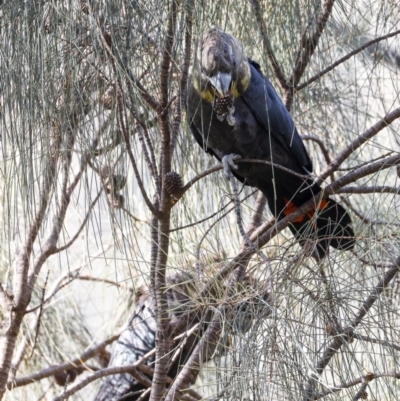 Calyptorhynchus lathami (Glossy Black-Cockatoo) at Hackett, ACT - 16 Oct 2022 by JohnHurrell