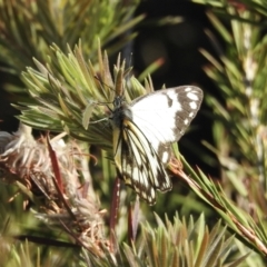 Belenois java (Caper White) at Burradoo, NSW - 14 Oct 2022 by GlossyGal