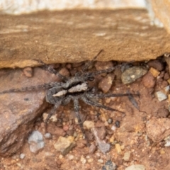 Artoria sp. (genus) (Unidentified Artoria wolf spider) at Tidbinbilla Nature Reserve - 12 Oct 2022 by SWishart