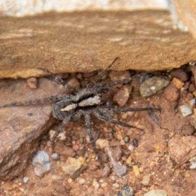 Artoria sp. (genus) (Unidentified Artoria wolf spider) at Tidbinbilla Nature Reserve - 12 Oct 2022 by SWishart