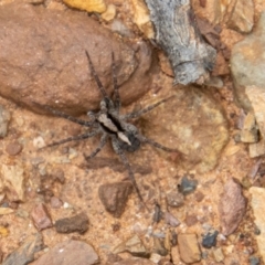 Artoria sp. (genus) at Paddys River, ACT - 12 Oct 2022