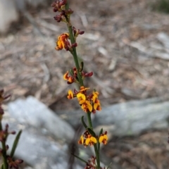 Daviesia leptophylla at Rye Park, NSW - 17 Oct 2022 10:24 AM