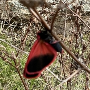 Scoliacma bicolora at Googong, NSW - 17 Oct 2022