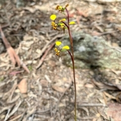 Diuris pardina (Leopard Doubletail) at Carwoola, NSW - 15 Oct 2022 by KMcCue